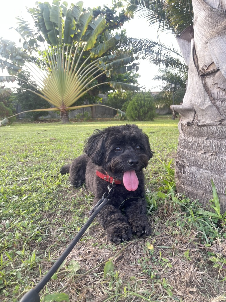 Chunky on his 2nd birthday
